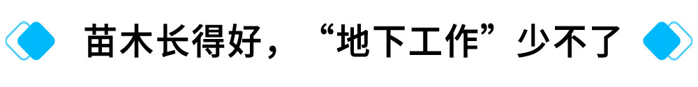 苗木长得好，“地下工作”少不了.jpg